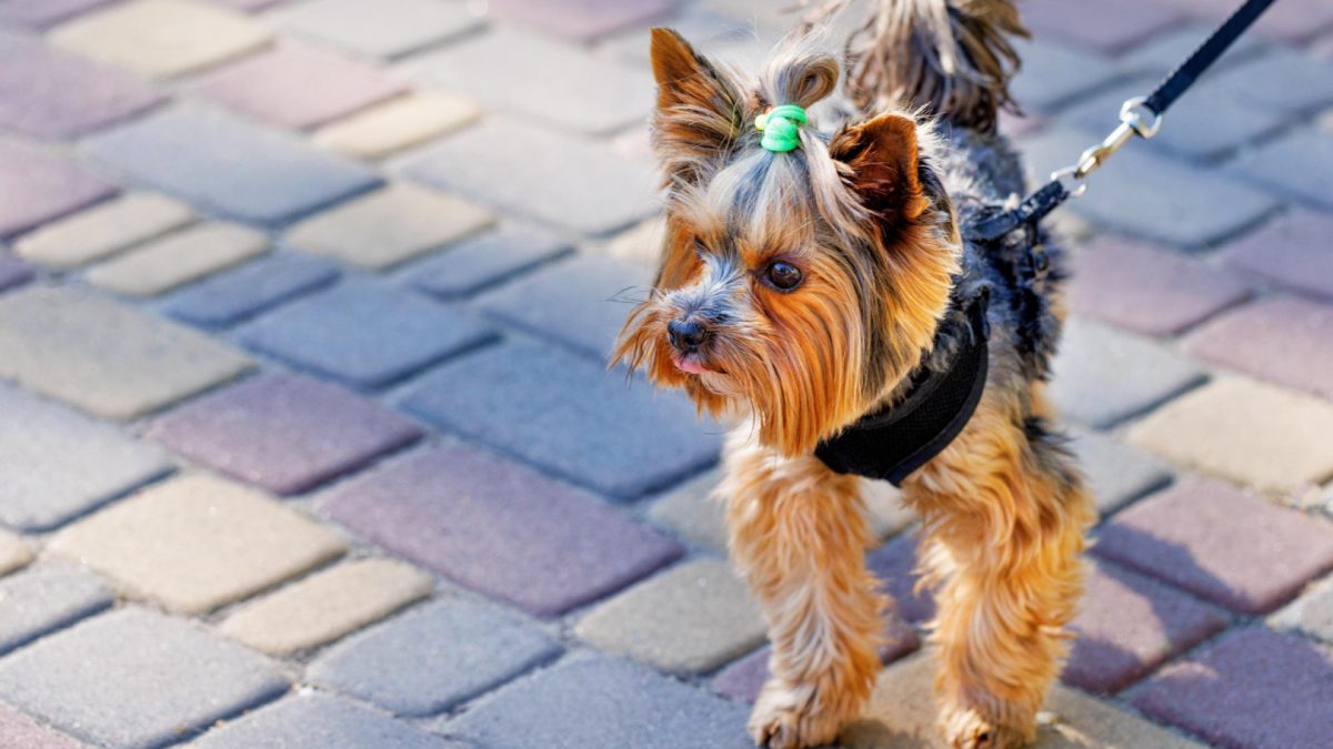 Harnais pour petit chien : comment bien choisir pour protéger sa santé ?
