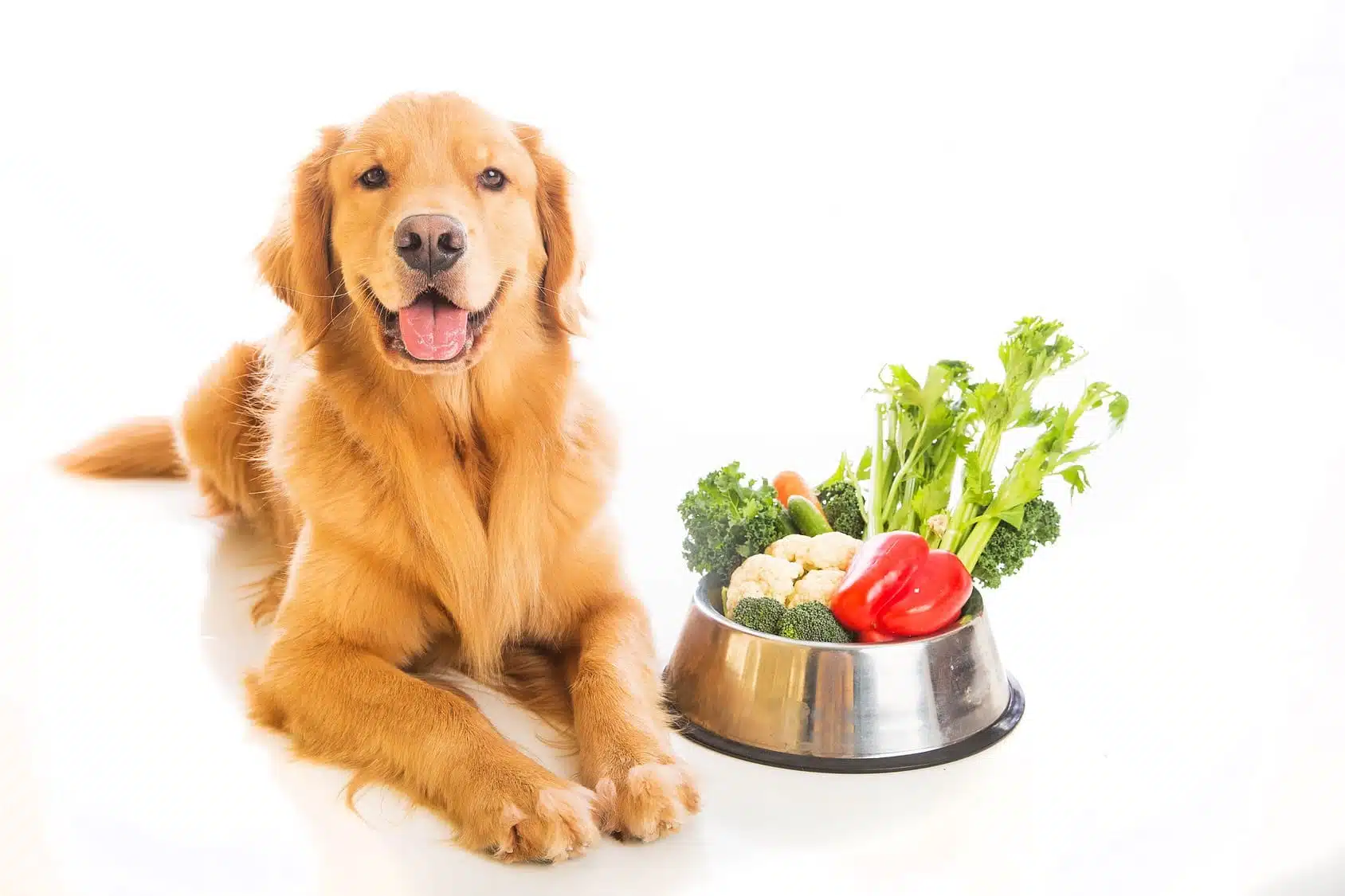 meilleure alimentation pour les chiens