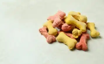 Comment choisir une nourriture de qualité pour chiens exigeants ?