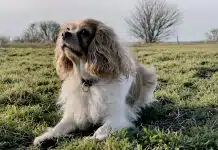 white and brown long coated dog on green grass field during daytime