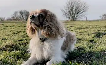 white and brown long coated dog on green grass field during daytime